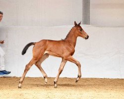 dressage horse Stute von Zonik One / Benicio (Bavarian, 2017, from Zonik One)