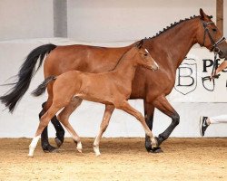 Springpferd Bella Donna 174 (Deutsches Sportpferd, 2017, von Balous Bellini)