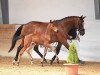 dressage horse Bardolino 46 (Bavarian, 2017, from Bailando)