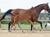 dressage horse Hengst von Apache / Fürst Schoelling (Bavarian, 2017, from Hengst von Apache)