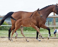 dressage horse Hengst von Apache / Fürst Schoelling (Bavarian, 2017, from Hengst von Apache)