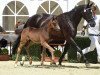 dressage horse Baby Fürst (Bavarian, 2017, from Birkhof's Fair Game OLD)