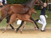 broodmare Bellamour 3 (Bavarian, 2017, from Benetton Dream FRH 1301)