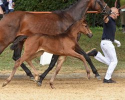 broodmare Bellamour 3 (Bavarian, 2017, from Benetton Dream FRH 1301)