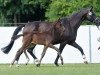 dressage horse Feiner Mann B. (German Sport Horse, 2017, from Finest)