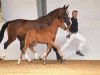 dressage horse Talis S (German Sport Horse, 2017, from Birkhof's Topas FBW)