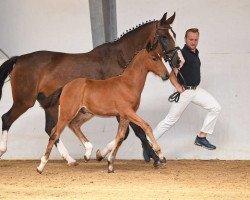 dressage horse Talis S (German Sport Horse, 2017, from Birkhof's Topas FBW)