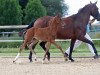 dressage horse Hengst von Christ / Diatano (Bavarian, 2017, from Christ)