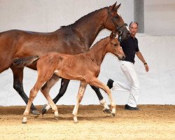 Springpferd Caruso Jay (Deutsches Reitpferd, 2017, von Casaltino)