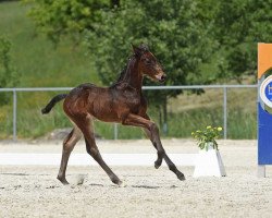 Springpferd Bucaria (Deutsches Sportpferd, 2017, von S.I.E.C. Bachelor)