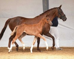 dressage horse Wahajana (German Sport Horse, 2017, from Destano)