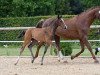 dressage horse Stute von Le Vivaldi / Don Diamond (Bavarian, 2017, from Le Vivaldi)