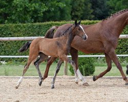 dressage horse Stute von Le Vivaldi / Don Diamond (Bavarian, 2017, from Le Vivaldi)