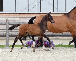 jumper Hengst von Adzaro de l'Abbaye / Araconit (Bavarian, 2017, from Adzaro de l'Abbaye)