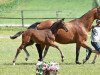 jumper Qunak (German Sport Horse, 2017, from Quaterstern)