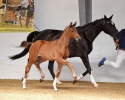 dressage horse Rock'n Girl (German Sport Horse, 2017, from Borsalino)