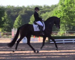 dressage horse Budhi (Oldenburg, 2011, from Bordeaux 28)