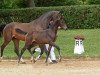 dressage horse Stute von Zackman M / Fürst Scheurenhof (Bavarian, 2017, from Zackman M)