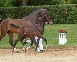 dressage horse Stute von Zackman M / Fürst Scheurenhof (Bavarian, 2017, from Zackman M)