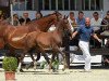 Springpferd Moon Pie 3 (Deutsches Sportpferd, 2017, von Manchester van't Paradijs)