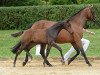 dressage horse Hengst von Zackman M / Don Argentinus (Bavarian, 2017, from Zackman M)