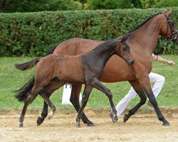 Dressurpferd Hengst von Zackman M / Don Argentinus (Bayer, 2017, von Zackman M)