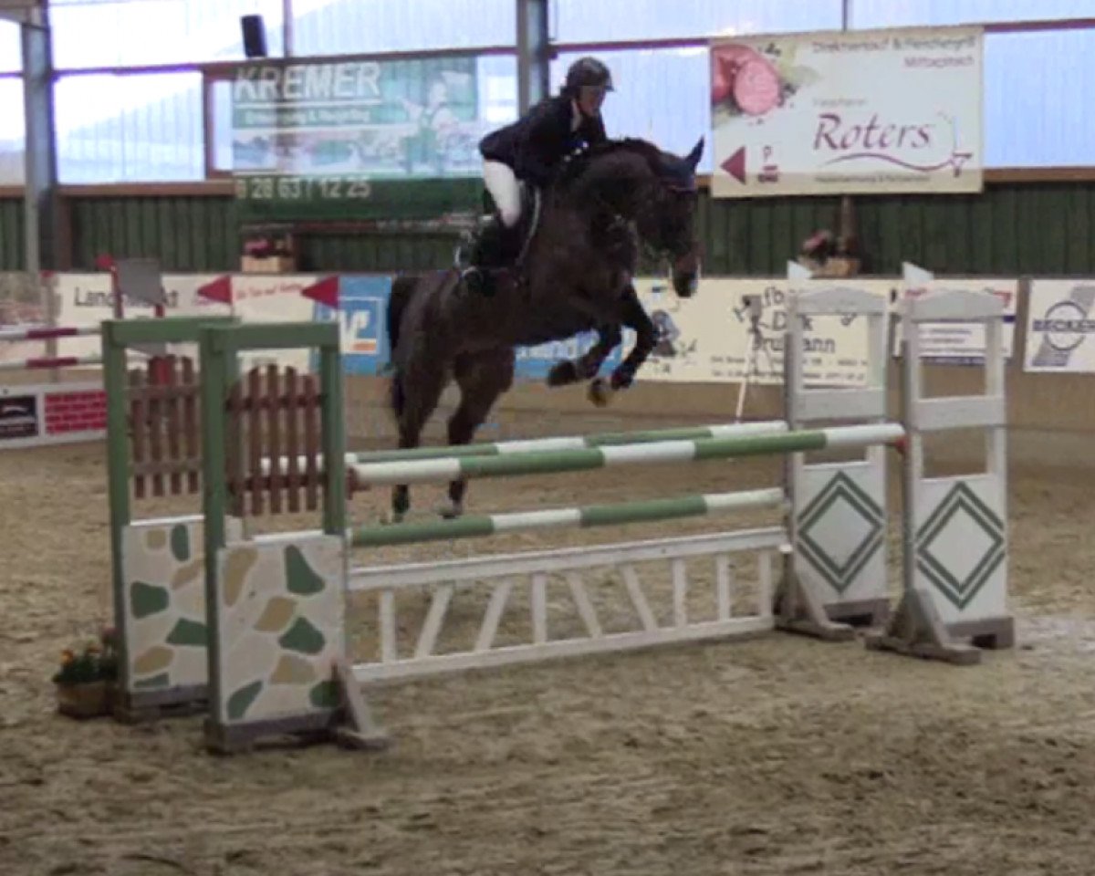 broodmare Diarca Ps (Oldenburg show jumper, 2011, from Diarado)