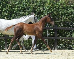 Springpferd Eastwood (Deutsches Sportpferd, 2017, von Elvis Ter Putte)