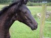 dressage horse Donna-Florentina (Westphalian, 2017, from Don Nobless)