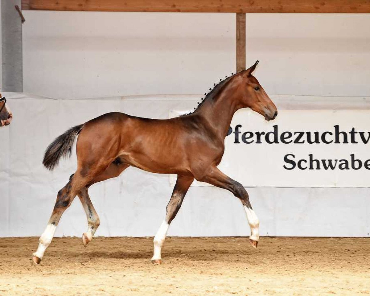 horse Buckingham's Baltimore (Bavarian, 2017, from Buckingham)
