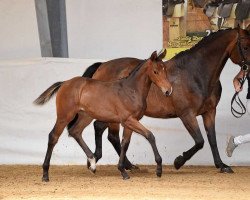 jumper Ria 150 (German Sport Horse, 2017, from Naldo 29)