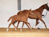 dressage horse Happy Bee 3 (German Sport Horse, 2017, from Escolar)