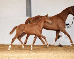 dressage horse Happy Bee 3 (German Sport Horse, 2017, from Escolar)