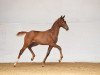 dressage horse Stute von Le Vivaldi / Locksley III (Bavarian, 2017, from Le Vivaldi)