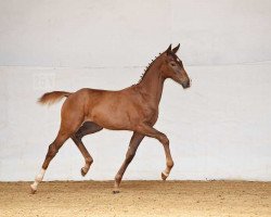 dressage horse Stute von Le Vivaldi / Locksley III (Bavarian, 2017, from Le Vivaldi)