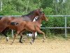 dressage horse Feingold (German Sport Horse, 2017, from Finest)