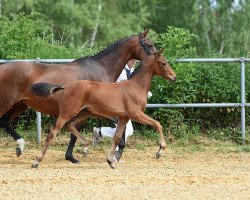 horse Feingold (Deutsches Sportpferd, 2017, from Finest)