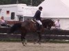 jumper Little John (Oldenburg show jumper, 2011, from Balou du Rouet)