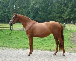 jumper Stute von Viscount/Matcho (Hanoverian, 2013, from Viscount 22)