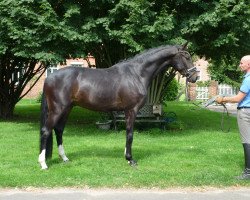 dressage horse Wallach von Dancing World/Rotspon (Hanoverian, 2014, from Dancing World)