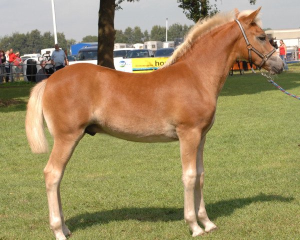 stallion Auryno (3,91% ox) (Edelbluthaflinger, 2012, from Auryn)
