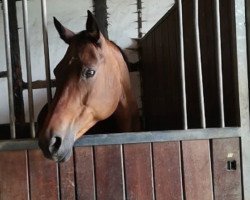 dressage horse RubyTuesday 3 (Westphalian, 2002, from Riccione)