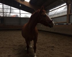 dressage horse Dalsa (unknown,  )