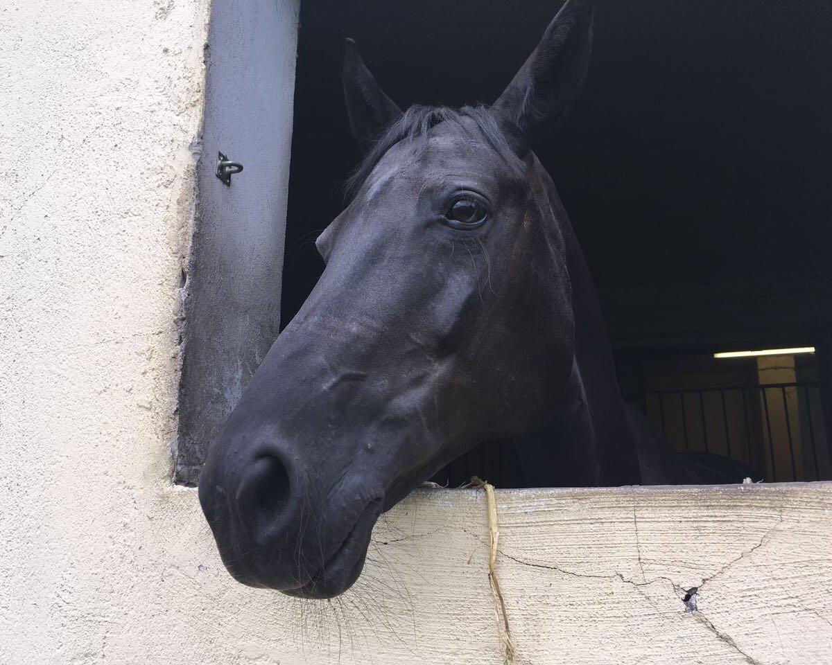dressage horse Derona (unknown,  )