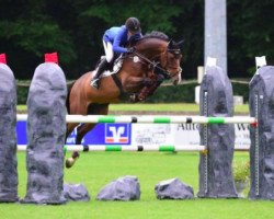 jumper Campari VII (Oldenburg show jumper, 2009, from Casiro I)