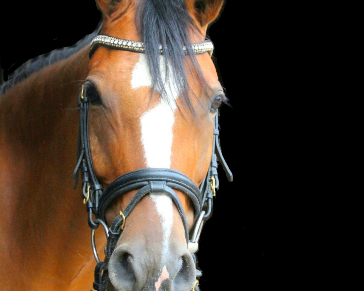 jumper Coco Chanel 241 (German Riding Pony, 2010, from Cheval de Luxe)
