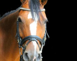 dressage horse Coco Chanel 241 (Deutsches Reitpony, 2010, from Cheval de Luxe)