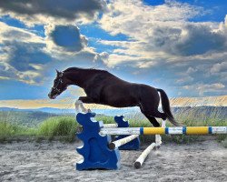 stallion Wynfa's Charles (Welsh-Pony (Section B), 2006, from Felicidad's Carino)