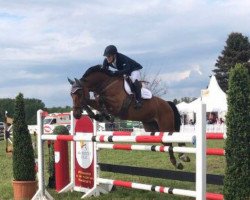 jumper Chester 248 (German Sport Horse, 2006, from Claudio's Son)