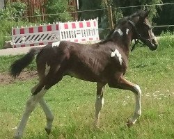 dressage horse Schmuckstück RW (German Sport Horse, 2017, from Semper)